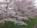 佐保川（奈良市内）の桜並木