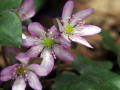 Flowers on Sado Island