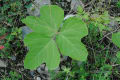 多摩川の植物：６月～７月：その１