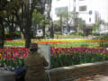 横浜公園のチューリップが満開です