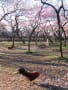 2012年3月25日　甲州街道徒歩の旅2（日野宿～吉野宿）（その1）