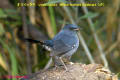 [17]White-bellied Redstart(M)27Feb2013-15p-s.jpg