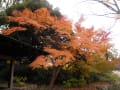 写真～紅葉2