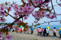 びわ湖畔の桜