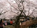 高遠の桜風景