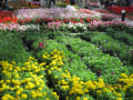 時空広場の花壇