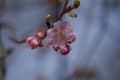 桜が開花しました（河津桜）