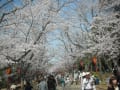 兵庫県ローカル線の旅　日岡山の桜　闘竜灘