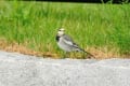 野鳥撮影（カモ、ハクセキレイ、クロツグミ？）