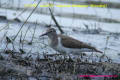 [22]Common Sandpiper14Mar10-02a-s.jpg