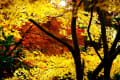 滋賀の紅葉　永源寺と湖東三山　その３　(金剛輪寺）