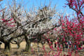 河津桜と梅