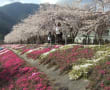 河口湖 桜