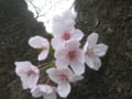 代々木公園の桜2011