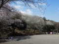 [57]桜 040.JPG