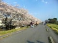 [1]20120409多摩川桜