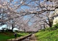 江川せせらぎ緑道の桜　１