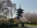 京都　桜だより　東寺③