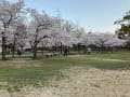 平和公園の桜（北九州市小倉北区）
