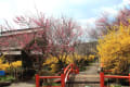信州”伊那の梅苑”と”高遠の桜”おまけに”妻籠”