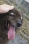 7/14 犬猫里親会