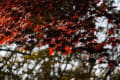 赤城自然園の紅葉2016
