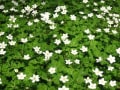 富岡町の大倉山「春の花」２０１０フォトブック