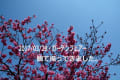 3月29日（木）晴、28日（水）晴、ガーデンネックレスフェアー横浜公園会場の一部を観て撮ってきました。