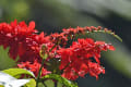 フレッカー植物園＆センテナリーレイクスの花達