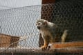 ふれあい動物園