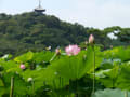 横浜三渓園