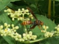 沖縄の動物-膜翅目（ハチ他）