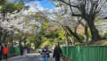 さんぽ　奈良公園桜　令和7年4月3一