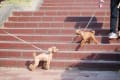 愛犬と紅葉ウォチング