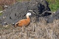 アカツクシガモ（福岡県築上町）