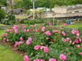 錦江湾公園薔薇