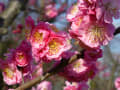 京都　梅だより　梅小路公園⑨