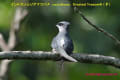 [10]Crested Treeswift2Jul2013-04a-s.jpg