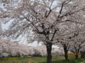 久喜・青毛の桜