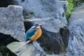 河内貯水池の野鳥と来楽ちゃん_150201