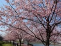隅田川沿いの桜を眺めながらの散歩～～～。花見