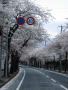 これは馬見ヶ崎の桜トンネル