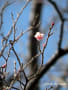 [34]20120211_大宮第二公園梅林_0004森の関AL.jpg