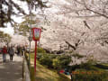 岡崎城桜まつり