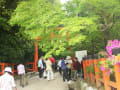 大田神社かきつばた