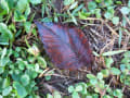 [21]wet fallen leaves05