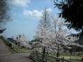 六甲山牧場と森林植物園　・・・　羊の親子　＆　桜