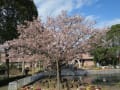 満開の玉縄桜　ーーフラワーセンター大船植物園ーー