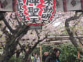 西陣の雨宝院に咲く桜の大樹