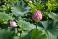 季節の花風景-ハス-万博記念公園